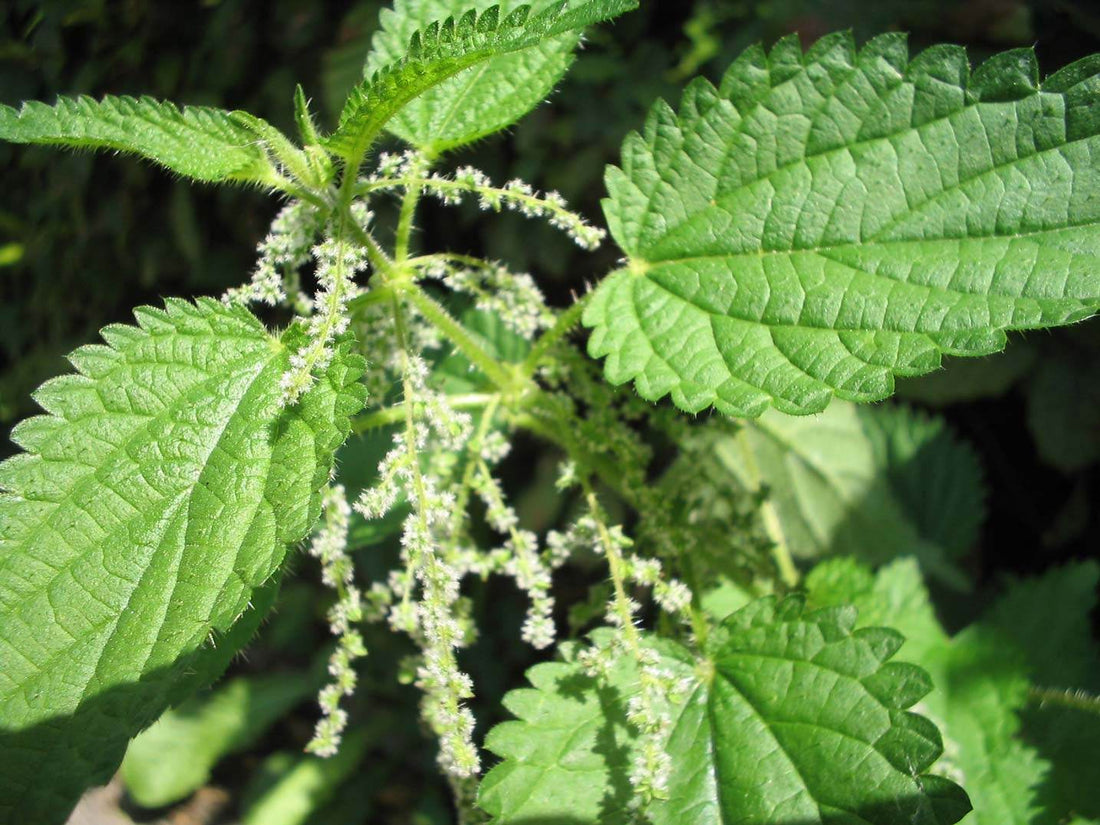 Close-up of fresh green nettle leaves and flowers highlighting Monograph nettle herb qualities