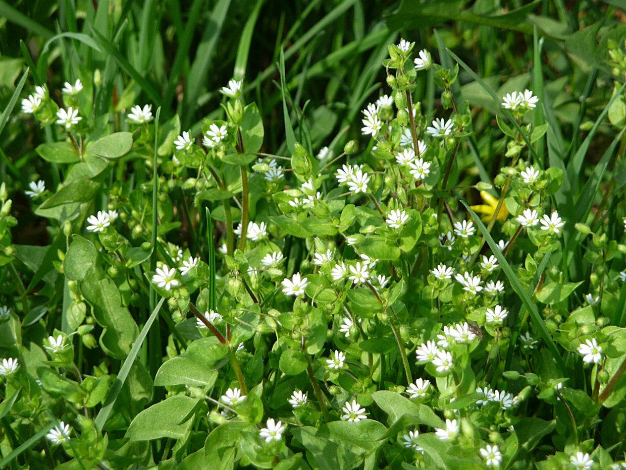 Monograph: Chickweed - Triple H Homestead & Triple H Country Store - {{ article.tags }}