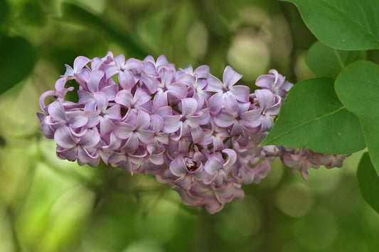 Monograph: Lilac - Triple H Homestead & THH Country Store - {{ article.tags }}