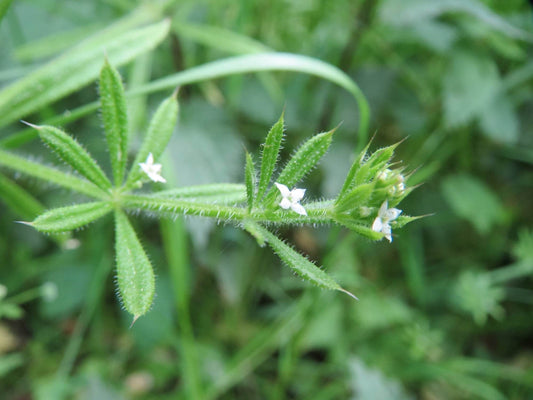 Monograph: Cleavers - Triple H Homestead & THH Country Store - {{ article.tags }}