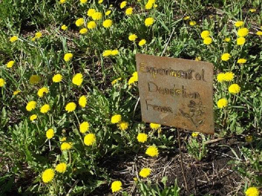 The Humble Dandelion: A Springtime Healer in Your Yard - Triple H Homestead & THH Country Store - {{ article.tags }}