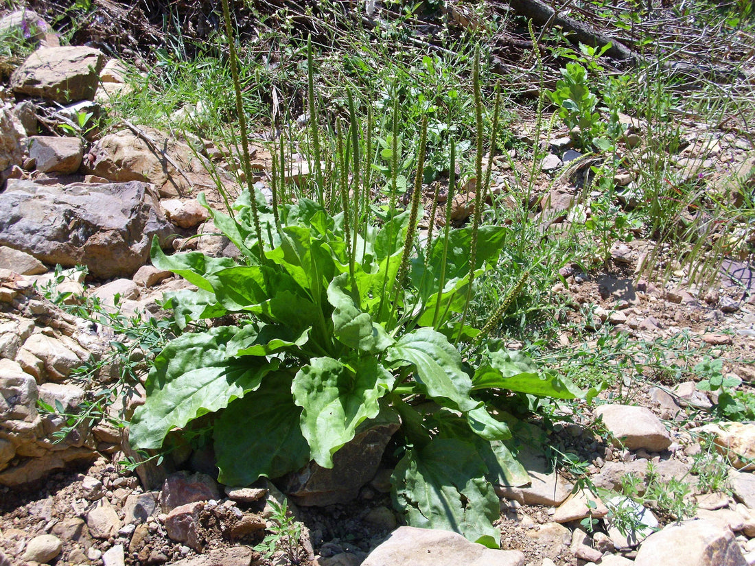 Monograph: Plantain - Triple H Homestead & THH Country Store - {{ article.tags }}