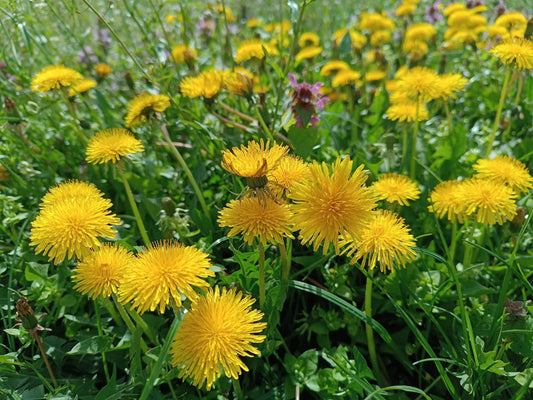 Bright yellow dandelion flowers growing in a green field representing monograph dandelion health benefits
