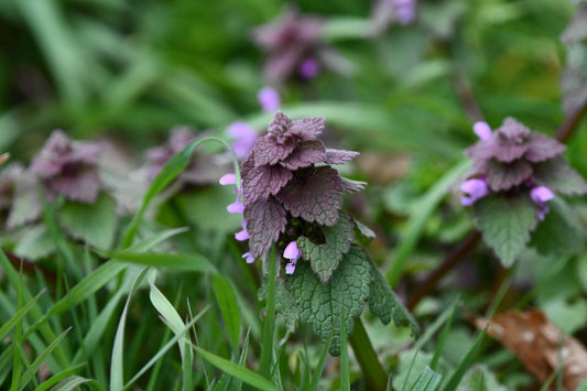 Monograph: Purple Deadnettle - Triple H Homestead & THH Country Store - {{ article.tags }}