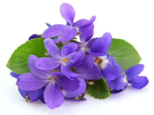 The Humble Violet: A Quiet Healer in Your Yard