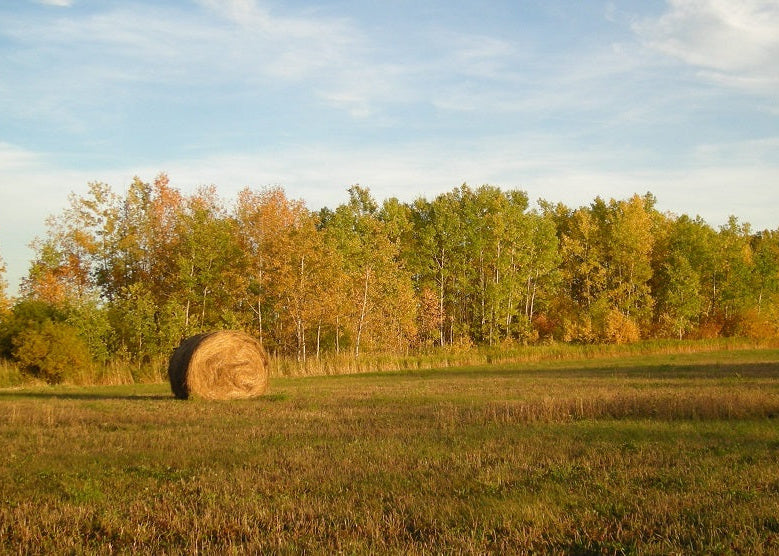 Hay bale in a field with trees and blue sky
