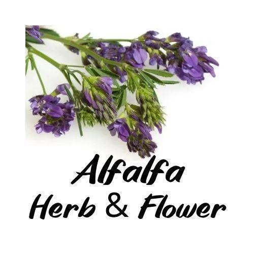 Bouquet of alfalfa flowers with text 'Alfalfa Herb & Flower' on a white background