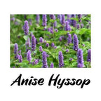 Anise Hyssop plants with purple flowers and green leaves on a white background