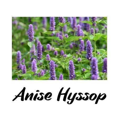 Anise Hyssop plants with purple flowers and green leaves on a white background