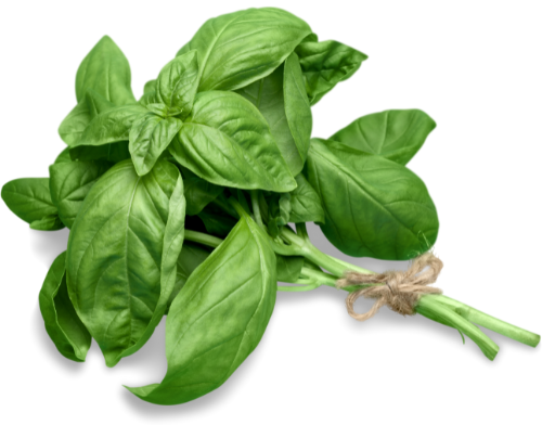 Basil