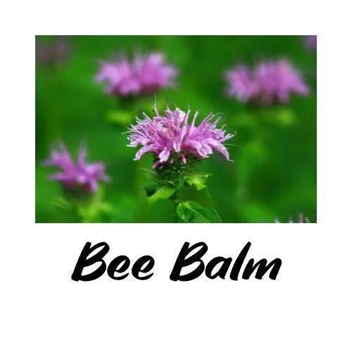 Close-up of a pink bee balm flower with a green background and 'Bee Balm' text.