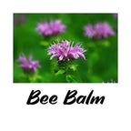 Close-up of a pink bee balm flower with a green background and 'Bee Balm' text.
