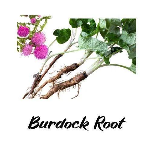 Burdock root with green leaves and pink flowers on a white background