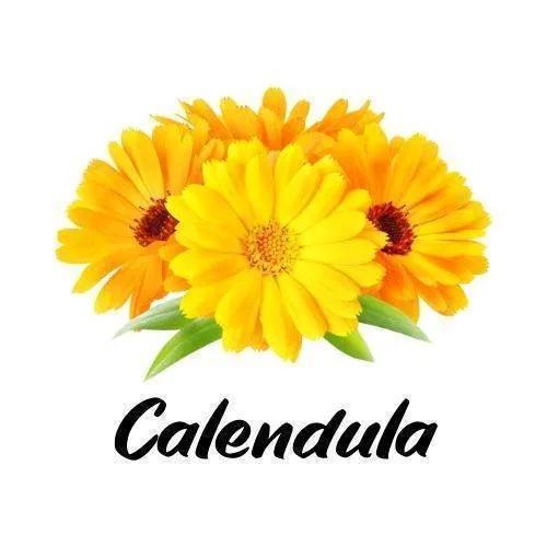 Three yellow calendula flowers with green leaves on a white background, featuring the word 'Calendula'.