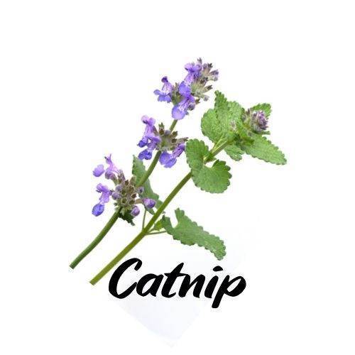 Calming Linden - Triple H Homestead & THH Country Store -- 
