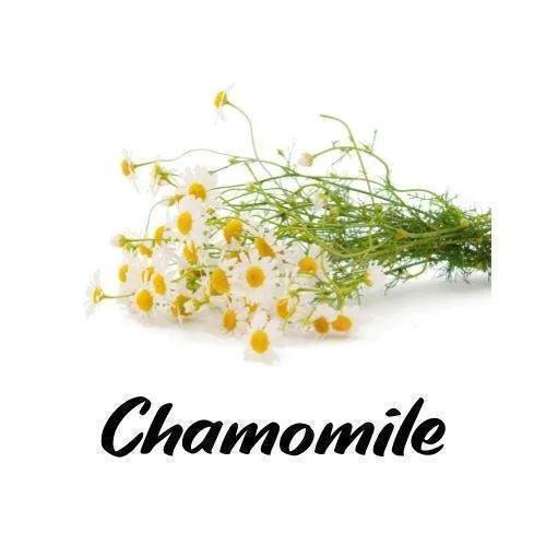 Chamomile flowers with the word 'Chamomile' written below on a white background