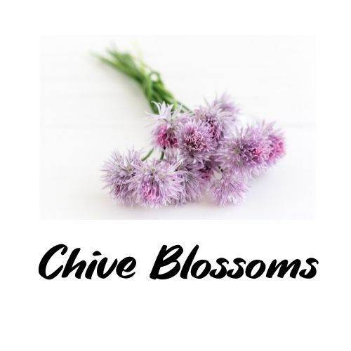 Chive Blossom Vinegar - Triple H Homestead & THH Country Store -- 