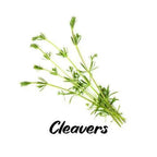 Green cleavers plant on a white background with 'Cleavers' text.