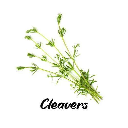 Green cleavers plant on a white background with 'Cleavers' text.