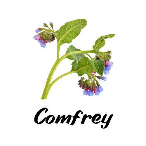 Comfrey Salve - Triple H Homestead & THH Country Store -- 