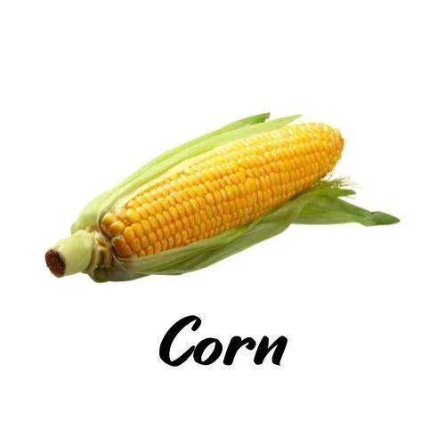 Corn on the cob with green husk on a white background