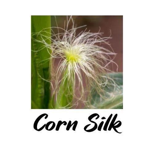 Close-up of corn silk with a white background