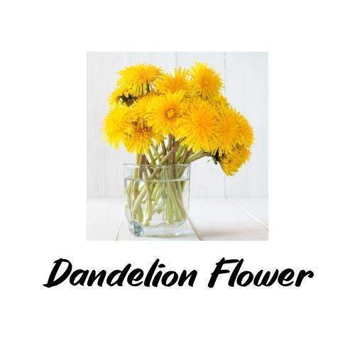 Dandelion Salve - Triple H Homestead & THH Country Store -- 