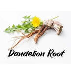 Dandelion root and flower on a white background with 'Dandelion Root' text.