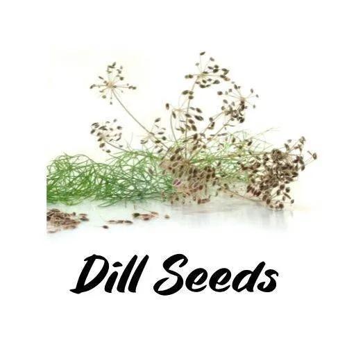 Dill seeds with green leaves on a white background