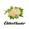 Elderflower with green leaves on a white background