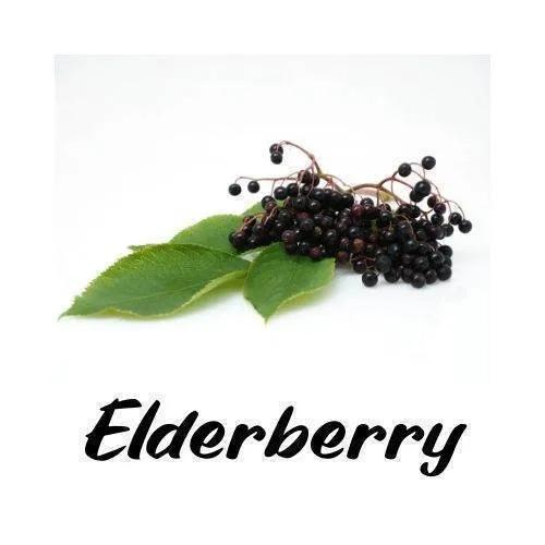 Elderberry with leaves on a white background, labeled 'Elderberry'.