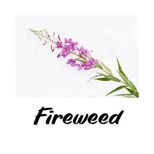 Fireweed plant with pink flowers on a white background