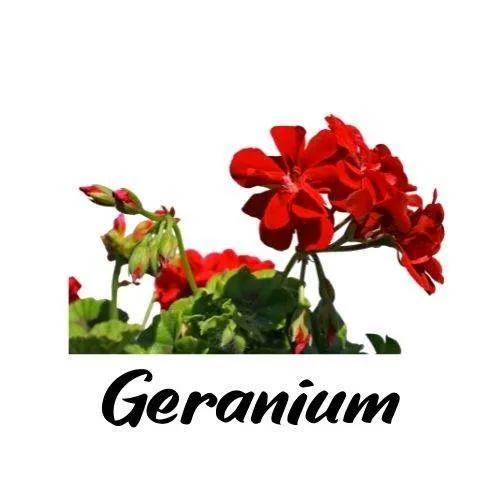 Red geranium flowers with green leaves on a white background, labeled 'Geranium'.