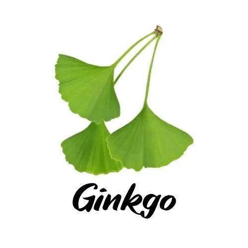 Three green ginkgo leaves with the word 'Ginkgo' below them on a white background