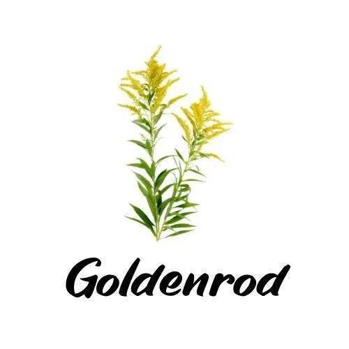 Illustration of a plant labeled 'Goldenrod' on a white background