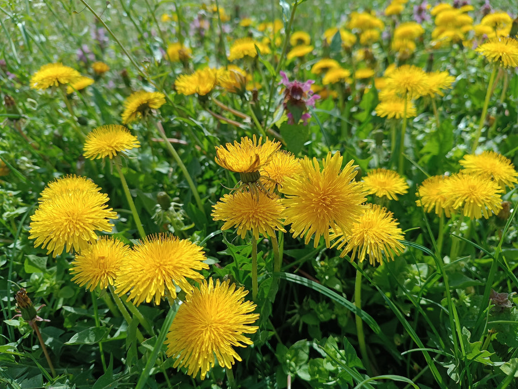 Dandelion Syrup