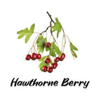Hawthorne berry branch with green leaves and red berries on a white background
