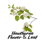 Hawthorne flower and leaf illustration with text on a white background