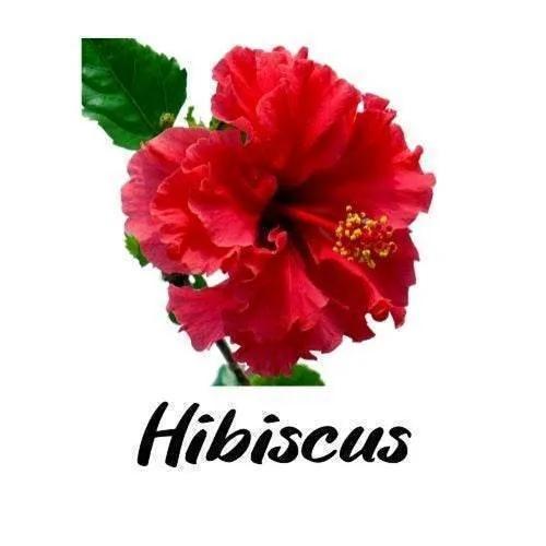 Happy Heart - Triple H Homestead & Triple H Country Store -- Tea Tub