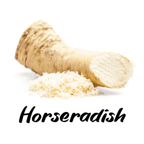 Horseradish root and ground horseradish on a white background with 'Horseradish' text.