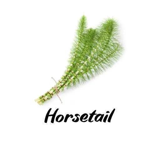 Bunch of horsetail plant on a white background with 'Horsetail' text.
