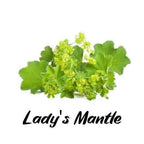 Green plant with yellow flowers labeled 'Lady's Mantle' on a white background