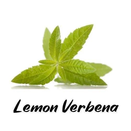 Green leaves of lemon verbena with the text 'Lemon Verbena' on a white background