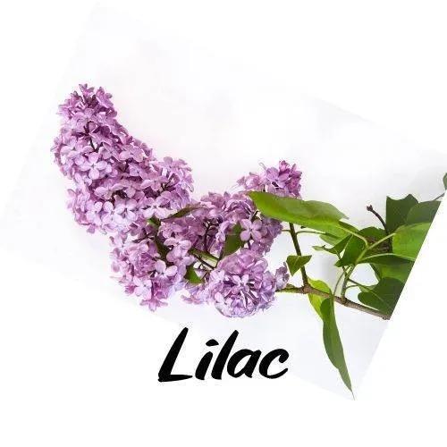 Branch of purple lilac flowers with green leaves on a white background