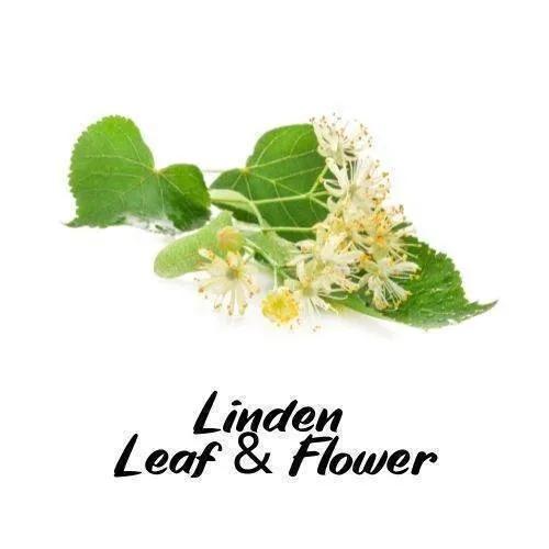 Linden leaf and flower on a white background with 'Linden Leaf & Flower' text.