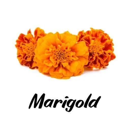 Orange marigold flowers on a white background with the word 'Marigold' below them.