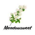 Meadowsweet plant with white flowers and green leaves on a white background, labeled 'Meadowsweet'.
