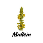 Mullein plant with the word 'Mullein' written below on a white background