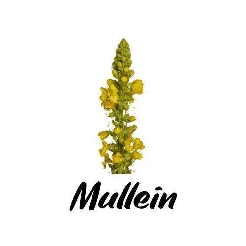 Mullein plant with the word 'Mullein' written below on a white background