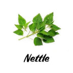 Green nettle leaves on a white background with the word 'Nettle' below them.